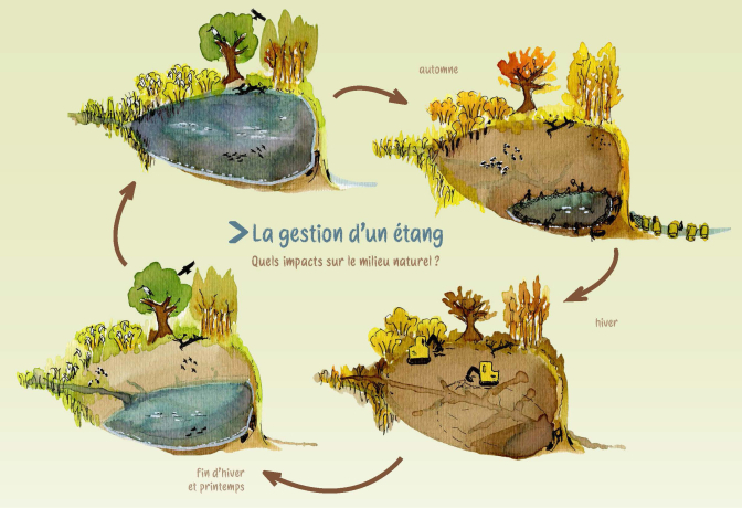 Dessin représentant un étang au quatre saisons.